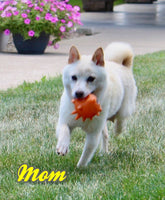 Duke Male AKC Shiba Inu $600