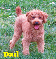 Craig Male Shihpoo $650