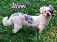 Christopher Male Shihpoo $650