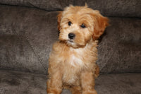 Shihpoo