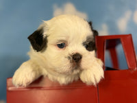 Snickers Male ACA Shihtzu $985