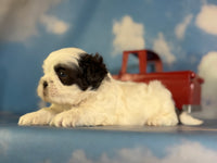 Reese Male ACA Shihtzu $985