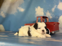 Reese Male ACA Shihtzu $985