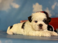 Snickers Male ACA Shihtzu $985