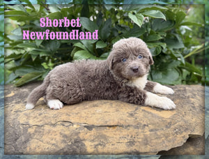 Newfoundland