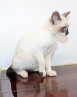 Siamese