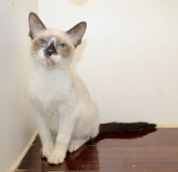 Siamese