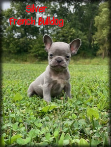 French Bulldog