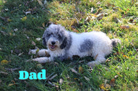 Evon Male ICA Shihpoo $995
