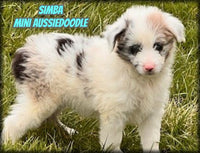 Simba Male Mini Aussiedoodle $500