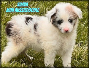 Simba Male Mini Aussiedoodle $400