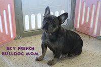 Bolt Male AKC Fluffy French Bulldog $1600
