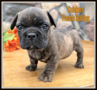Snickers Male French Bulldog $995