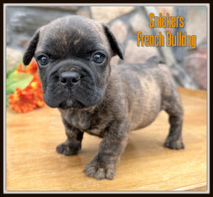 French Bulldog