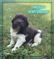 Snickers Male Newfoundland $1625