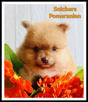 Snickers Male ACA Pomeranian $1325