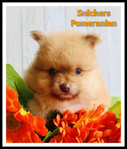 Pomeranian