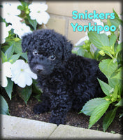 Snickers Male Yorkipoo $750