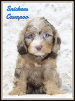 Snickers Male Cavapoo $1600