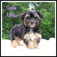 Sophie Female Morkie $850