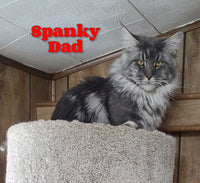 Apollo Male Maine Coon $2500