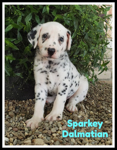 Dalmatian