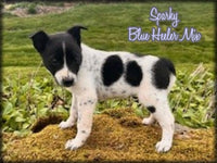 Sparky Female Blue Heeler Toy Fox Terrier Mix $500