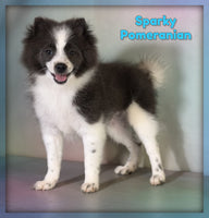 Pomeranian