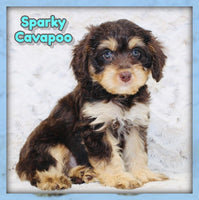 Sparky Male F1B Cavapoo $950