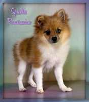 Pomeranian