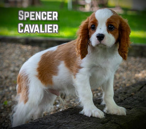 Cavalier