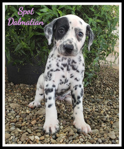 Dalmatian