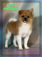 Pomeranian