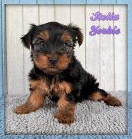 Stella Female AKC Yorkshire Terrier $1250