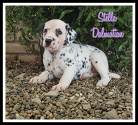 Stella Female AKC Dalmatian $945