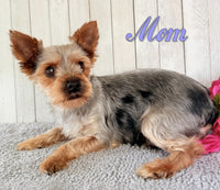 Stella Female AKC Yorkshire Terrier $1250