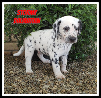 Stormy Male AKC Dalmatian $945
