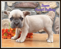 French Bulldog