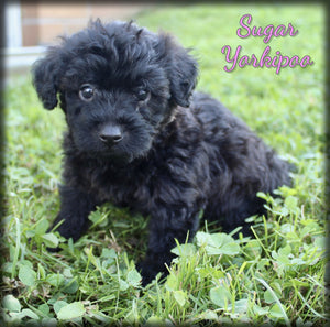 Yorkipoo