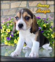 Beagle