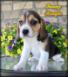 Beagle
