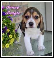 Sunny Female Beagle $450