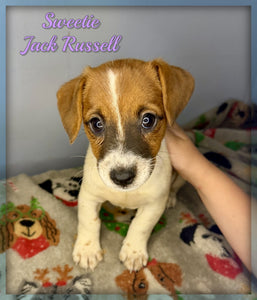 Jack Russell Terrier