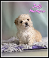 Maltipoo