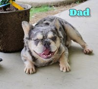 Taffy Female AKC Fluffy French Bulldog $3500