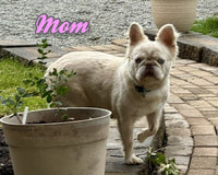 Taffy Female AKC Fluffy French Bulldog $3500
