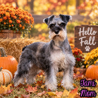 Echo Male AKC Mini Schnauzer $999