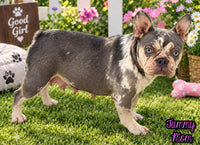 Heidi Female AKC French Bulldog $1450