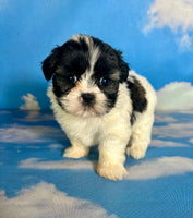 Ruby Female Teddy Bear $875