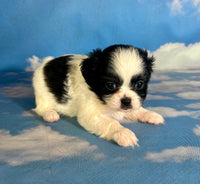 Opal Female Teddy Bear $875
